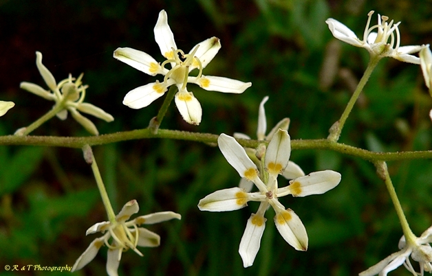 {Melanthium virginicum}